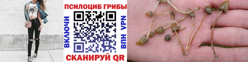 Псилоцибиновые грибы мухоморы  хочу   Жуковский 